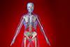 Body diagram showing organs and skeleton