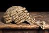 Barrister's wig court lawyer legal