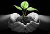 environment sustainability plant soil hands energy