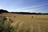 rural farming scene