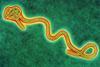 Ebola hemorrhagic fever 