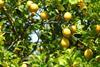 Lemon tree fruit