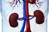anatomical kidneys