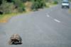 Tortoise on the road