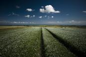 Sussex fields