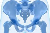 Human hip