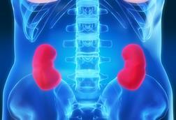 Kidney Xray anatomy