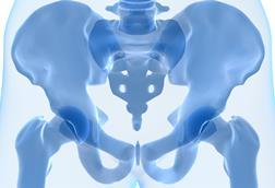 Human hip