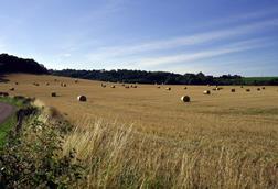 rural farming scene