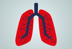 Lungs