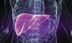 Liver