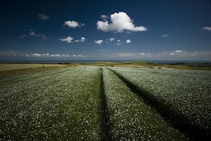 Sussex fields