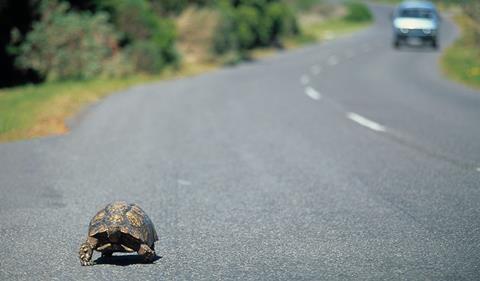 Tortoise on the road