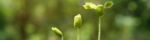 encouraging growth, health, helping something flourish