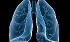 lungs