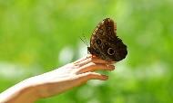 Butterfly on a hand