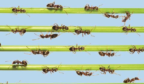 Ants walking in lines along blades of grass