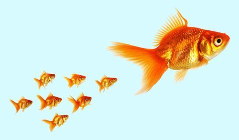 Group of small goldfish following a larger goldfish
