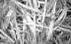 shredded paper